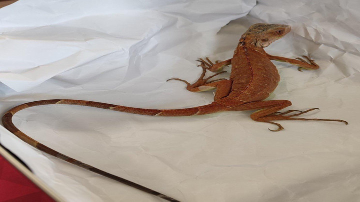 Nevşehir’de evinde izinsiz iguana besleyen kişiye 15 bin TL ceza