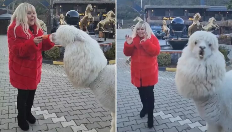 Safiye Soyman elleriyle besleği alpakanın yaptığı karşısında şoke oldu