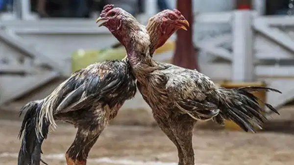 Samsun’da horoz dövüştüren 91 kişiye 1 milyon 55 bin lira ceza verildi