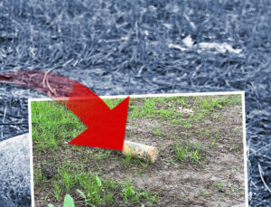 Şaşkına çeviren olay: Piknikte bulup 10 gün evinde sakladı; müzeye götürünce alarm verildi