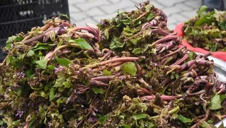 Savaşa giden askerler kullanırmış! Faydaları saymakla bitmiyor