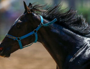 TİGEM’den ‘yarış atları kayıp’ iddialarına açıklama