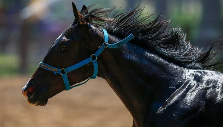 TİGEM’den ‘yarış atları kayıp’ iddialarına açıklama