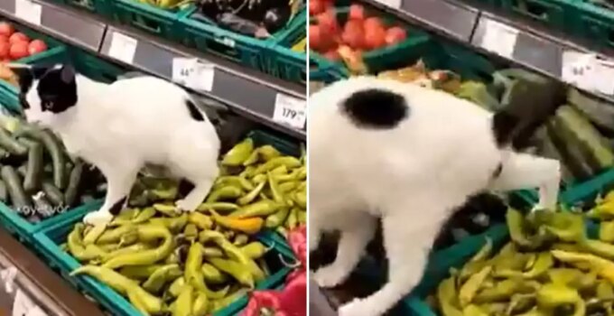 Zincir markette hijyen skandalı: İşedi resmen