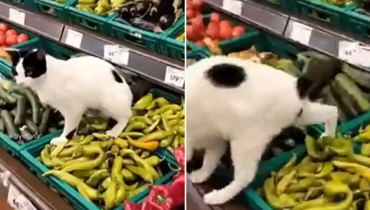 Zincir markette hijyen skandalı: İşedi resmen