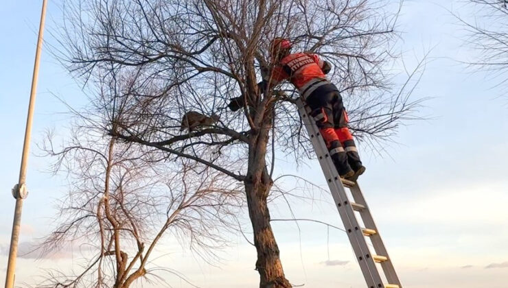 Avcılar Sahili’nde kedi mahsur kaldığı ağaca ikinci kez tırmandı; itfaiye erine saldırdı