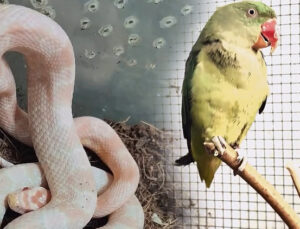 Bursa’da kaçak hayvan ticareti denetimi: 2 papağan ve 1 yılana el konuldu