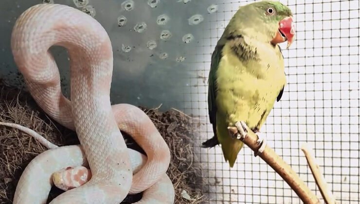 Bursa’da kaçak hayvan ticareti denetimi: 2 papağan ve 1 yılana el konuldu